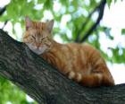 Cat отдыхал на ветке дерева